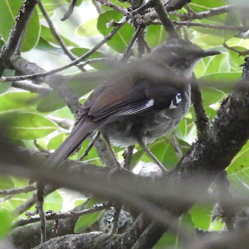 Brown Scrub Robin (Tychaedon signata), photo 3