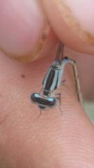 Enallagma carunculatum