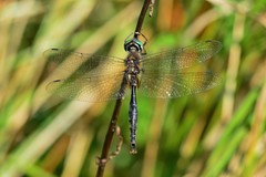 Somatochlora walshii