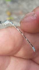 Enallagma carunculatum