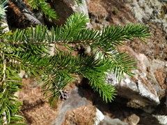 Picea jezoensis jezoensis