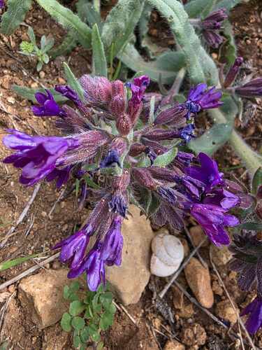 Undulated Bugloss