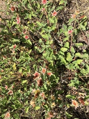 Malvastrum aurantiacum