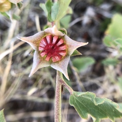 Malvastrum aurantiacum