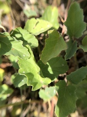 Malvastrum aurantiacum