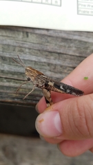 Chortophaga australior