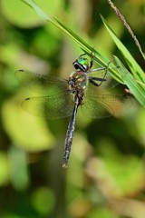 Somatochlora walshii