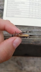 Chortophaga australior