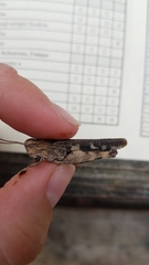 Chortophaga australior