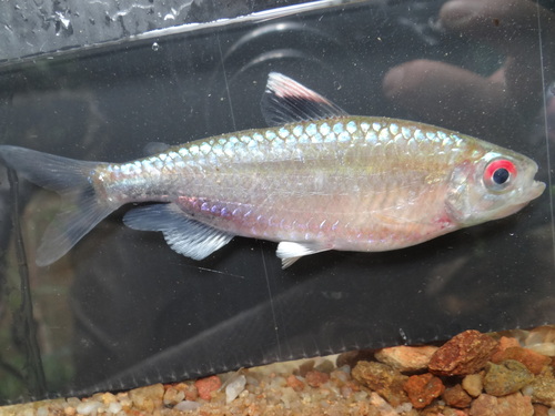 Vlek-Afrikaanse tetra (Brachypetersius notospilus) — Alestidae — 2