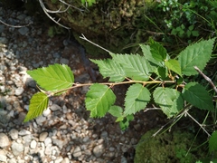 Betula lanata