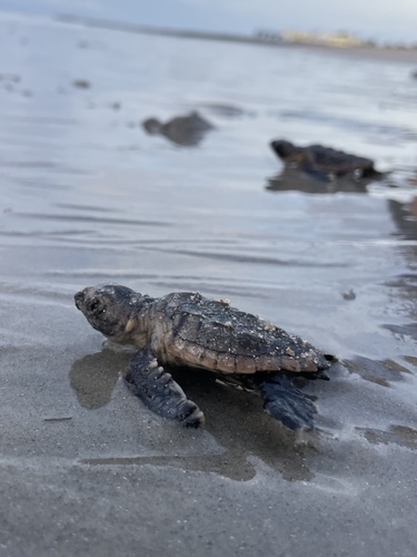 Loggerhead Sea Turtle photographed in South Carolina