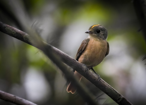 Cinnamon Manakin-Tyrant