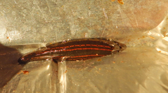 Hirudo medicinalis