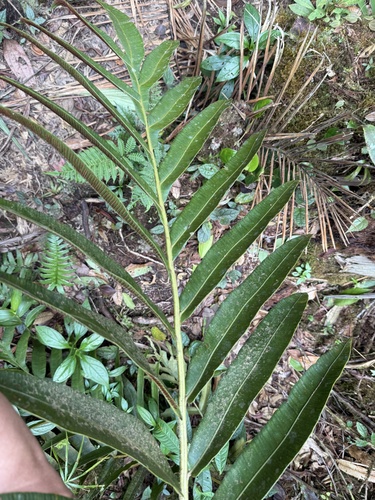 halfnetfern (Hemidictyum marginatum)