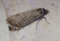 Tathorhynchus fallax