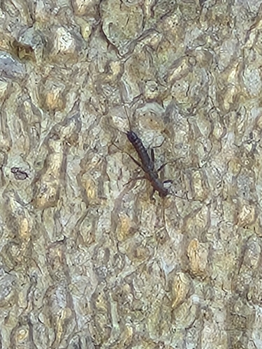 Shortwing Snowfly photo 3