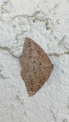 Drepanulatrix secundaria