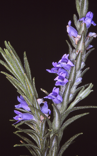 Chloanthes parviflora Walp.