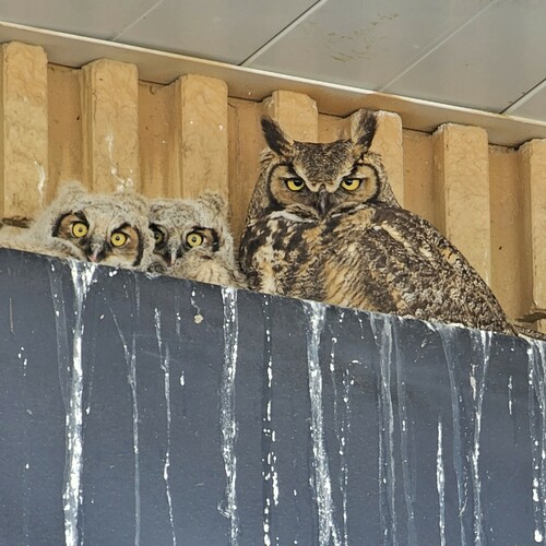 Great Horned Owl photographed in Nevada