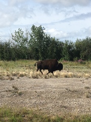 Bison bison athabascae