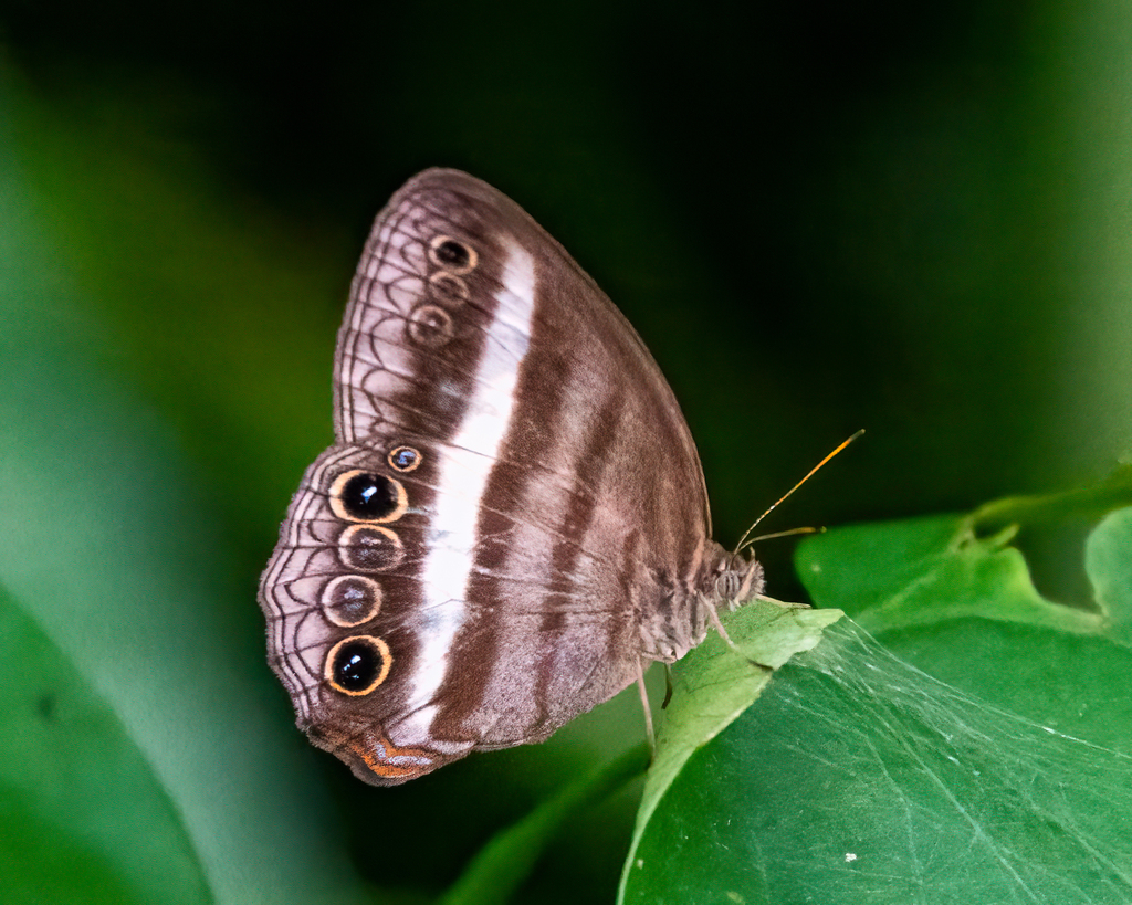 Pareuptychia summandosa