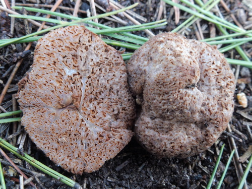Gautieria otthii