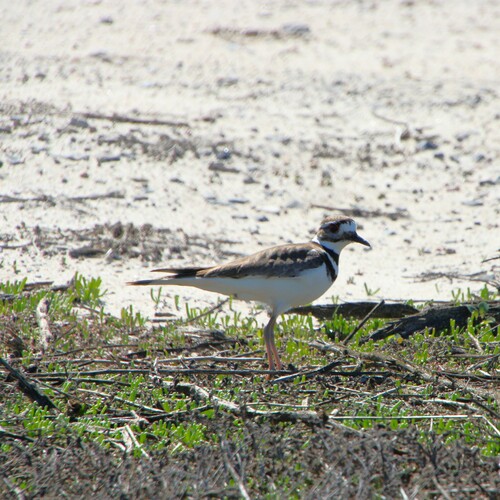 iNaturalist observation photo of Killdeer