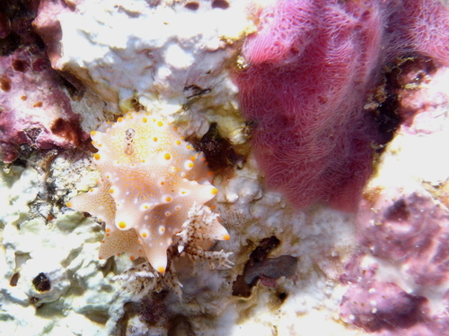 Batangas Halgerda — seen at this dive site