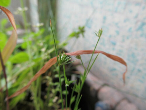 Leafybract dwarf rush (Juncus capitatus)
