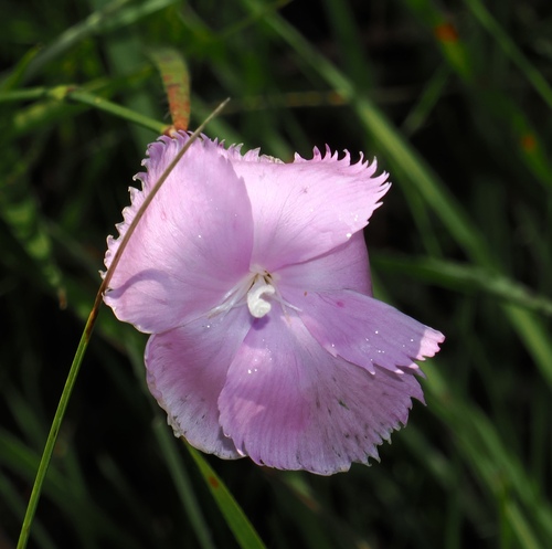 African Pink (Dianthus zeyheri)