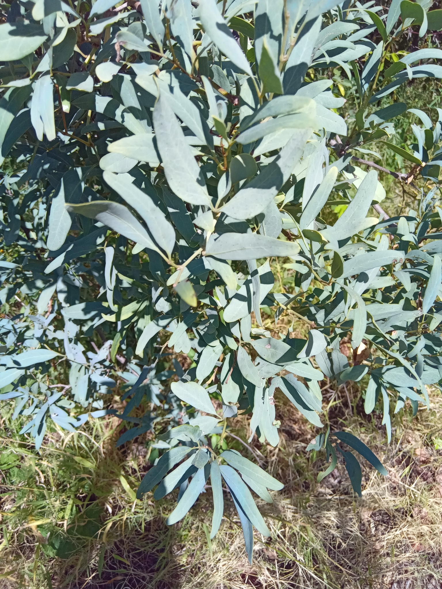 Imagem de Cipó-uva