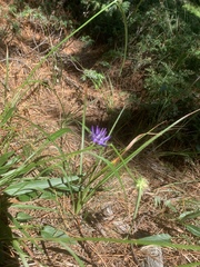 Phyteuma scheuchzeri