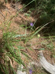 Phyteuma scheuchzeri