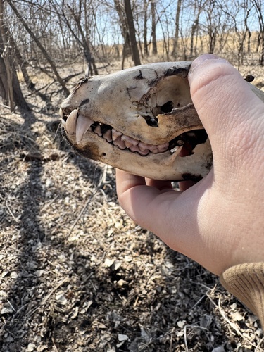 Common Raccoon photographed in Nebraska