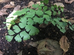 Adiantum shastense