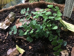 Adiantum shastense