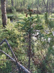 Picea jezoensis jezoensis