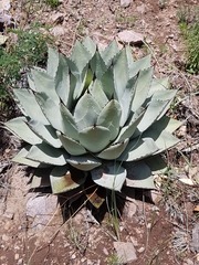Agave parryi parryi