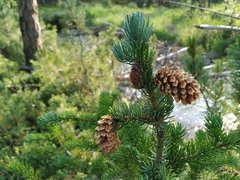 Picea jezoensis jezoensis