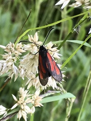 Zygaena osterodensis