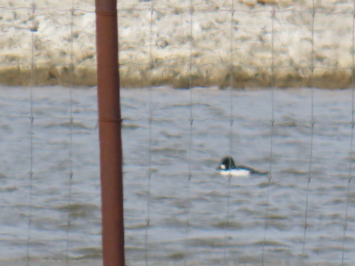 Common Goldeneye