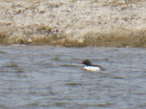 Common Merganser