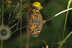 Phyciodes batesii
