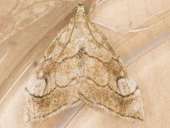 Scybalistodes periculosalis