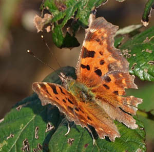 Polygonia c-album