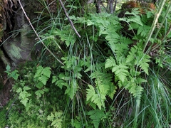 Gymnocarpium jessoense