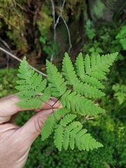 Gymnocarpium jessoense