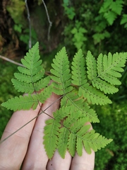Gymnocarpium jessoense