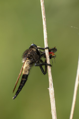 Promachus painteri